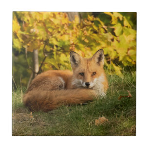 Herfst Fox Tegeltje