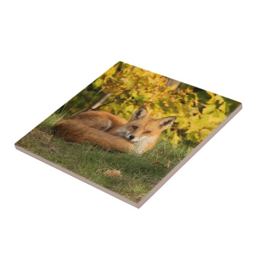 Herfst Fox Tegeltje (Zijkant)