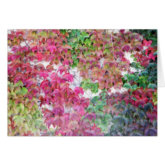 Herfst gekleurde bladeren (Voorkant Horizontaal)