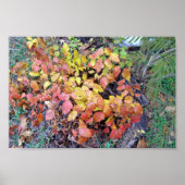 Herfst-gifivoren Poster (Voorkant)