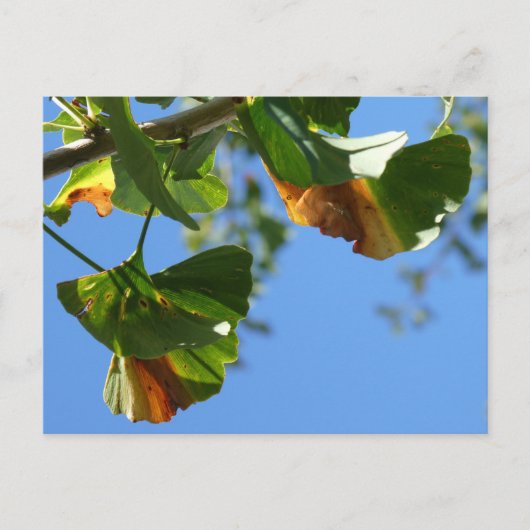 Herfst Ginkgo Biloba verlaat DIY Briefkaart (Voorkant)
