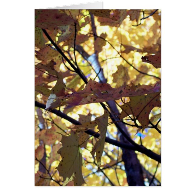 Herfst Gold Leaves (Voorkant)