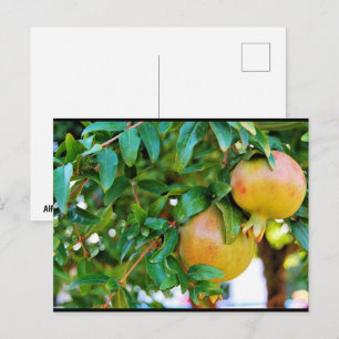 Herfst Granaatappels Briefkaart