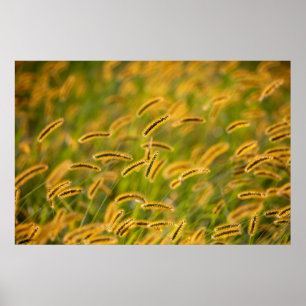 Herfst Grass Poster