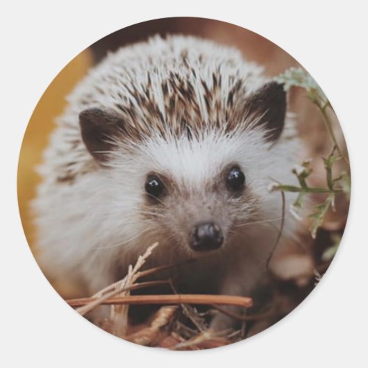 Herfst HedgeHog Sticker/Seal Ronde Sticker (Voorkant)