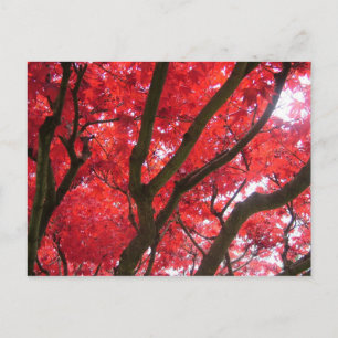 Herfst, herfst, bladeren briefkaart