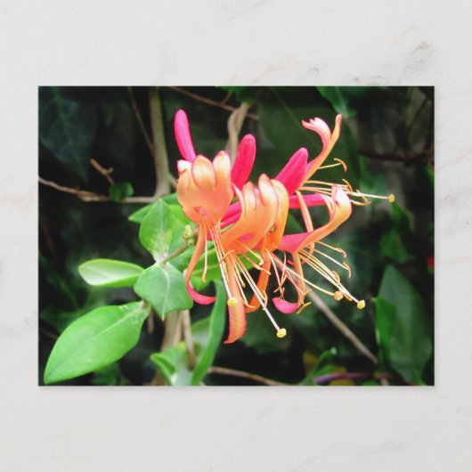 Herfst Honeysuckle ~ briefkaart (Voorkant)