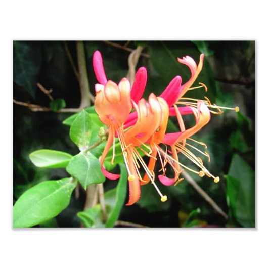 Herfst Honeysuckle ~ Foto Afdruk (Voorkant)