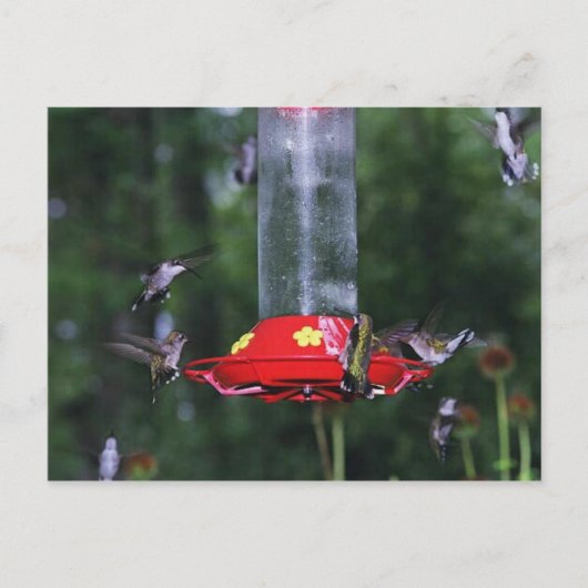 Herfst Hummingbird Migration Briefkaart (Voorkant)