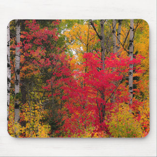 Herfst in Canada. Muismat