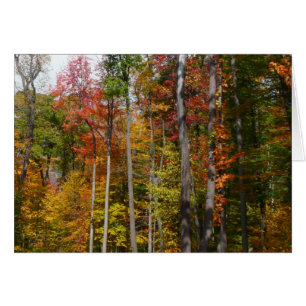 Herfst in de Forest Colorful Autumn Photography