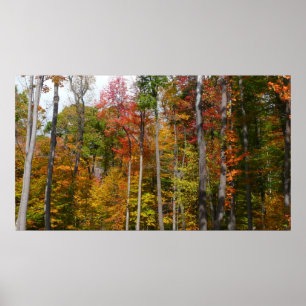 Herfst in de Forest Colorful Autumn Photography Poster