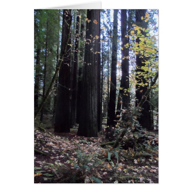 Herfst in de kustgebieden van de kustgebieden (Voorkant)