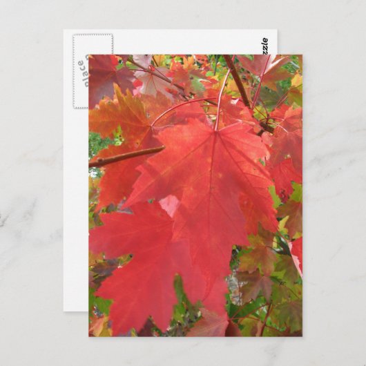 Herfst in het Briefkaart New England (Voorkant / Achterkant)