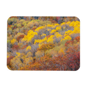Herfst in Michigan Magneet