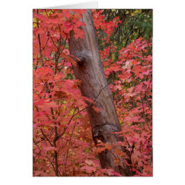 herfst in roze in Sedona