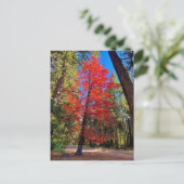 Herfst in Yosemite Briefkaart (Staand voorkant)