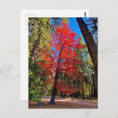 Herfst in Yosemite Briefkaart (Voorkant / Achterkant)
