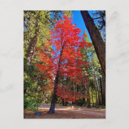 Herfst in Yosemite Briefkaart