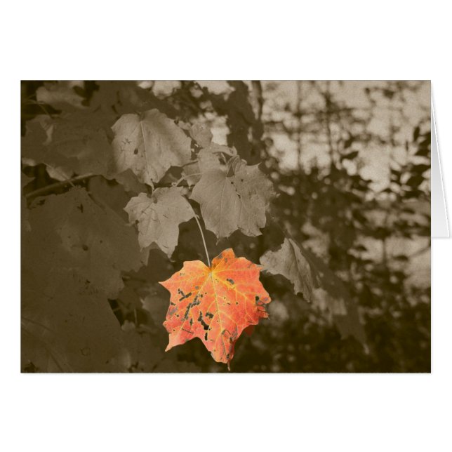 Herfst Kleur (Voorkant Horizontaal)