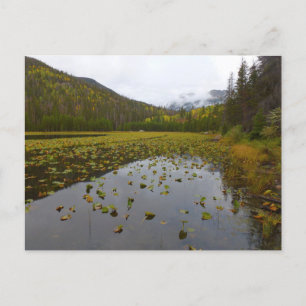 Herfst kleur bij Cub Lake Briefkaart