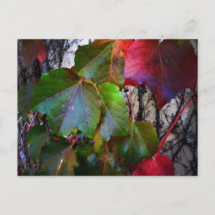 Herfst Kleur Briefkaart