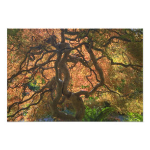 Herfst kleur Esdoorn bomen, Victoria, Brits Foto Afdruk