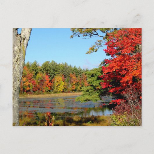 Herfst kleur in New England Briefkaart (Voorkant)