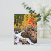 Herfst kleur langs bisschop Creek, CA Briefkaart (Staand voorkant)