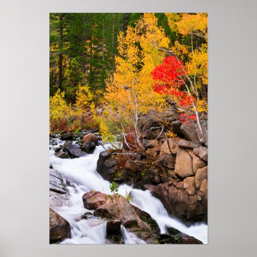 Herfst kleur langs bisschop Creek, CA Poster (Voorkant)