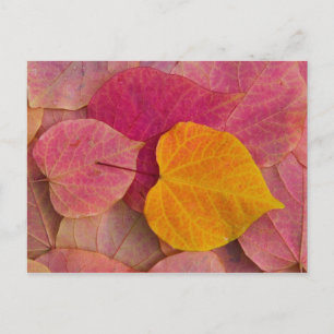 Herfst kleur op neergevallen bospijlstaaf briefkaart