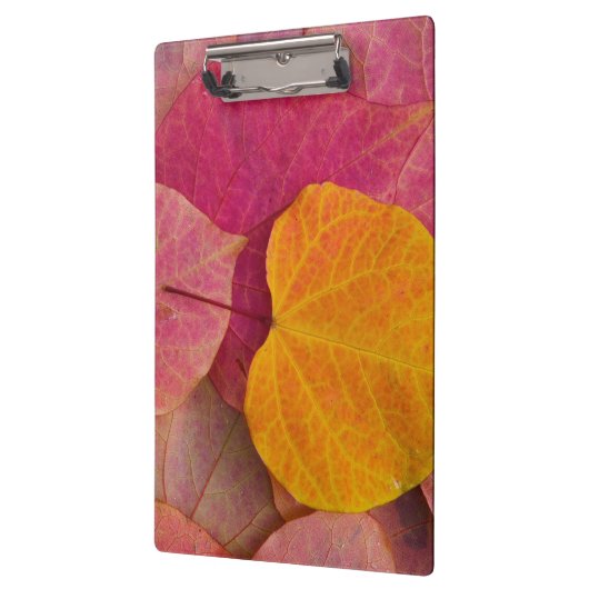 Herfst kleur op neergevallen bospijlstaaf klembord (Links)