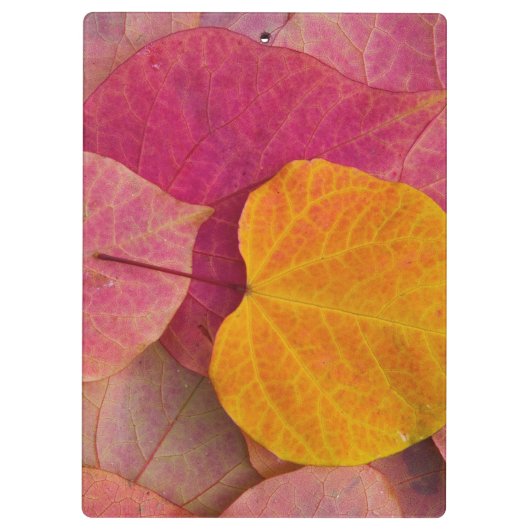 Herfst kleur op neergevallen bospijlstaaf klembord (Achterkant)