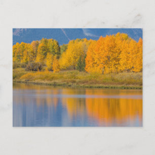 Herfst Kleurrijke Espenbomen Briefkaart