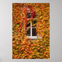 Herfst Klimop Bedekt Gebouw