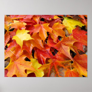 Herfst Kunstprints Kleurrijke heldere herfstblader Poster