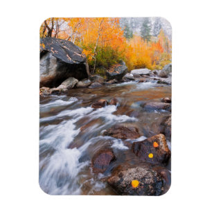 Herfst langs Bishop Creek, CA Magneet