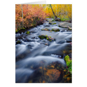 Herfst langs Lundy Creek, Californië