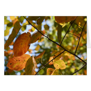 Herfst Leaf Autumn Leaves Sky Natuur