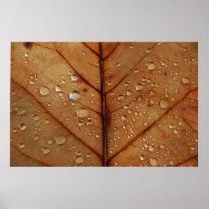 Herfst Lijstafdruk Poster