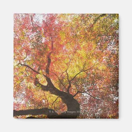herfst magneet (Voorkant)