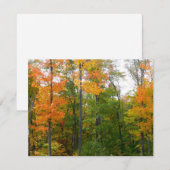 Herfst Maple Trees Autumn Natuur Fotografie (Voorkant / Achterkant)