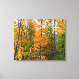 Herfst Maple Trees Autumn Natuur Fotografie Canvas Afdruk