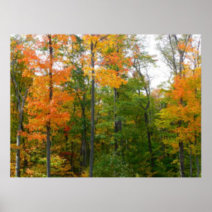 Herfst Maple Trees Autumn Natuur Fotografie Poster