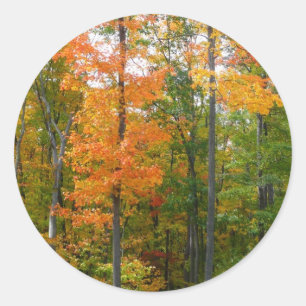 Herfst Maple Trees Autumn Natuur Fotografie Ronde Sticker