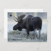 Herfst - Moose Briefkaart (Voorkant / Achterkant)