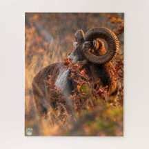 Herfst Mouflon in Gouden Licht
