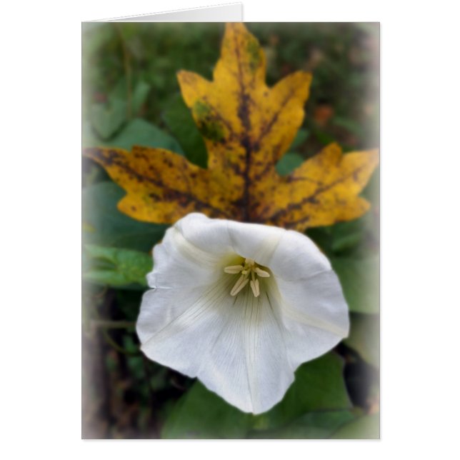 herfst na zomer (Voorkant)