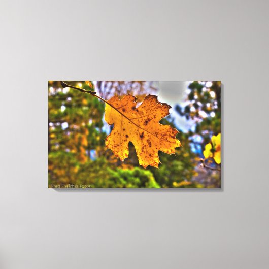 Herfst Oak Leaf HDR Canvas Afdruk (Voorkant)