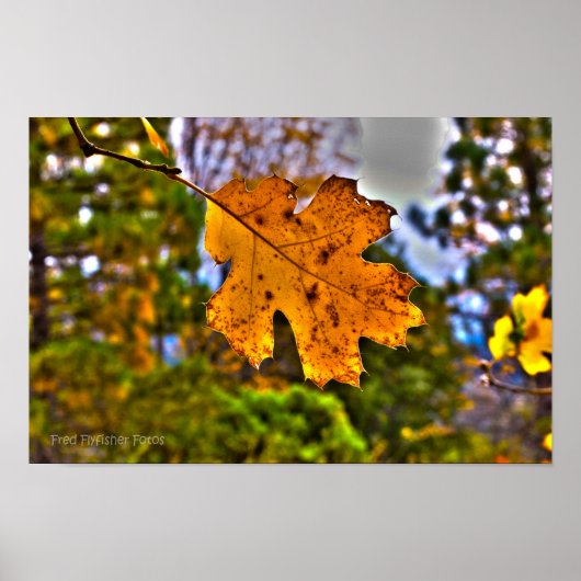 Herfst Oak Leaf HDR Poster (Voorkant)